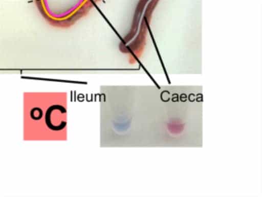 Loop-mediated Isothermal Amplification (LAMP) Assays for the Species-specific Detection of Eimeria that Infect Chickens