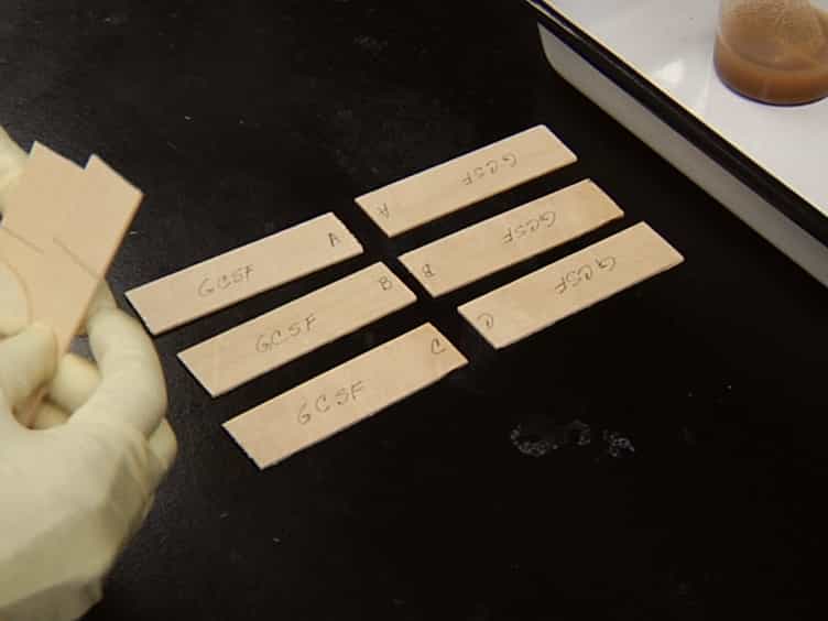 Preparation and Testing of Plant Seed Meal-based Wood Adhesives