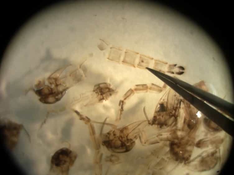 Use of Chironomidae Diptera Surface-Floating Pupal Exuviae as a Rapid Bioassessment Protocol for Water Bodies