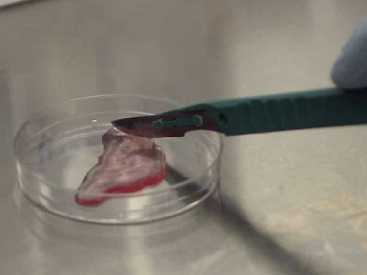 Utilizing Murine Inducible Telomerase Alleles in the Studies of Tissue Degeneration/Regeneration and Cancer