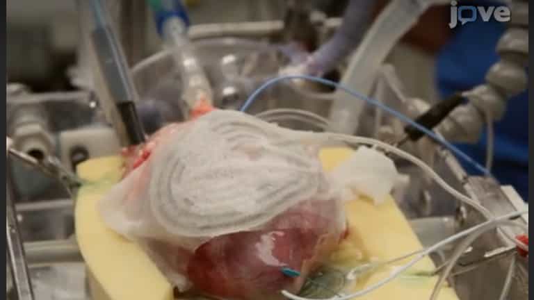 Testing the Efficacy of Pharmacological Agents in a Pericardial Target Delivery Model in the Swine