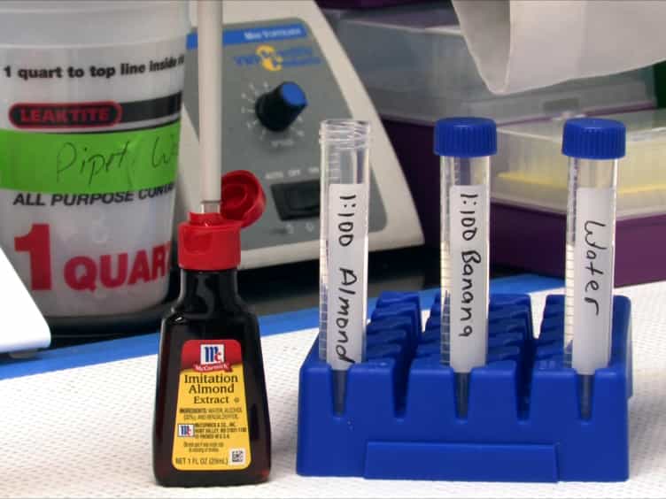 Testing for Odor Discrimination and Habituation in Mice