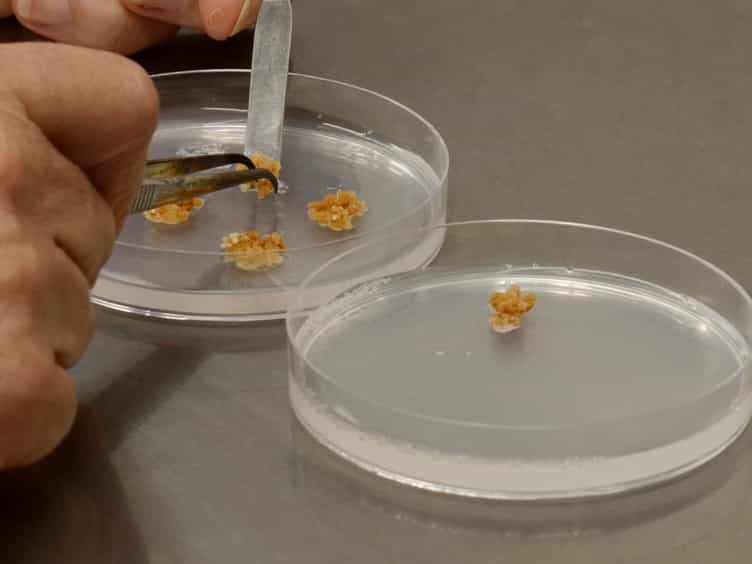 Protocols for Obtaining Zygotic and Somatic Embryos for Studying the Regulation of Early Embryo Development in the Model Legume Medicago truncatula