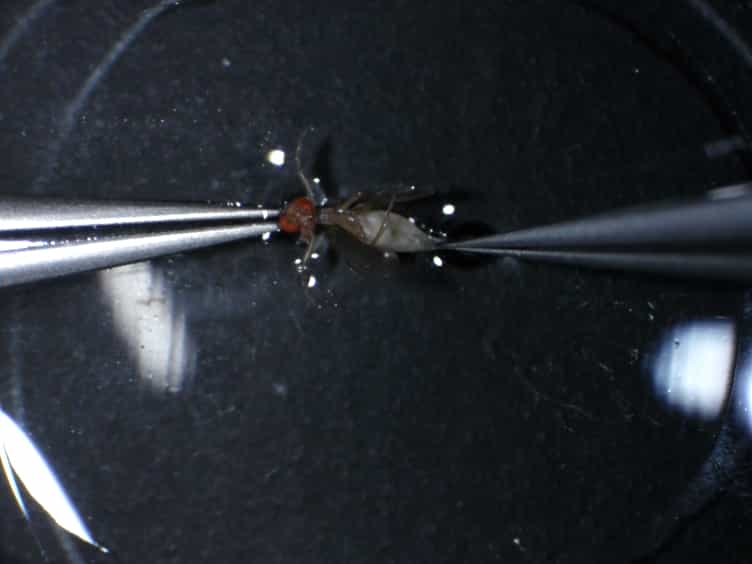 Upright Imaging of Drosophila Egg Chambers
