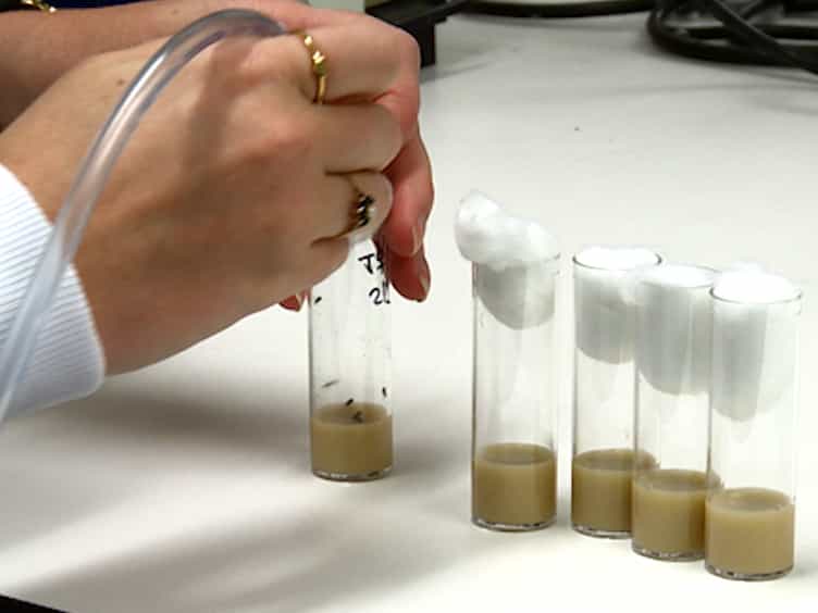 Dyeing Insects for Behavioral Assays: the Mating Behavior of Anesthetized Drosophila