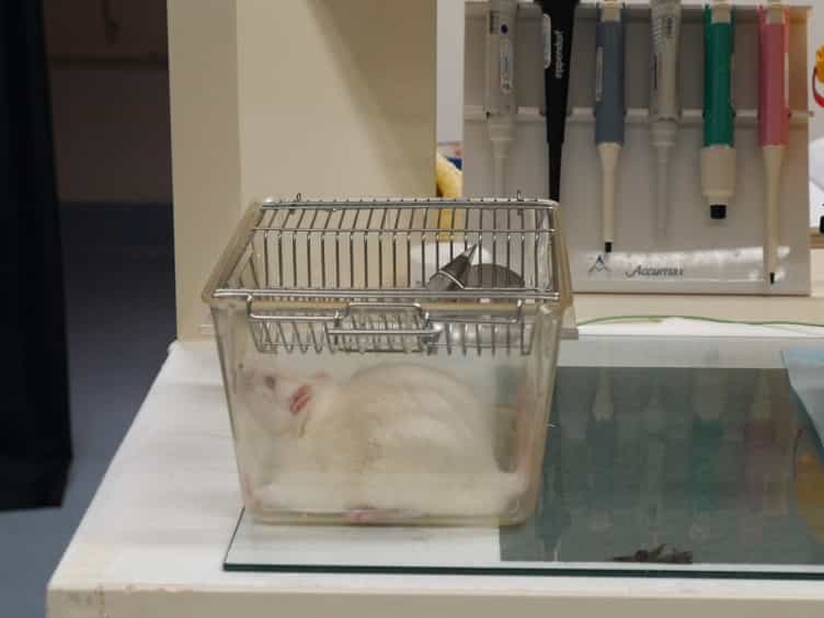 Using the Electroretinogram to Assess Function in the Rodent Retina and the Protective Effects of Remote Limb Ischemic Preconditioning