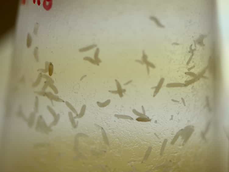 Measurement of Larval Activity in the Drosophila Activity Monitor
