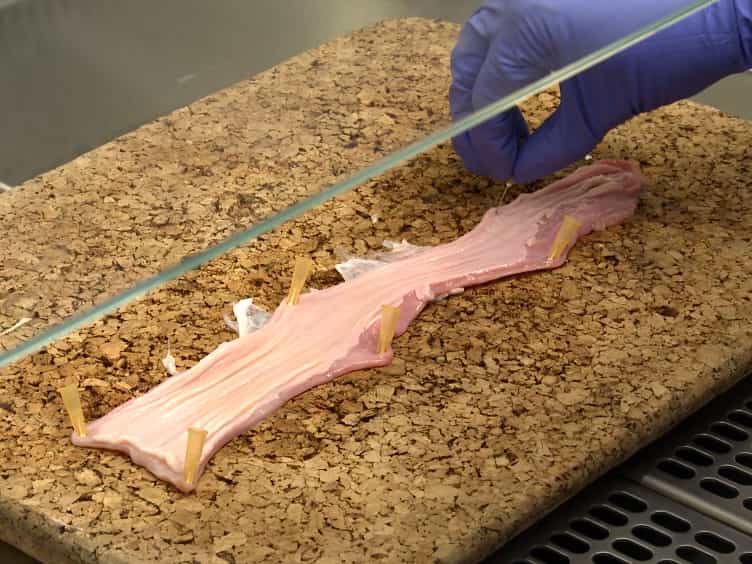 Production, Characterization and Potential Uses of a 3D Tissue-engineered Human Esophageal Mucosal Model