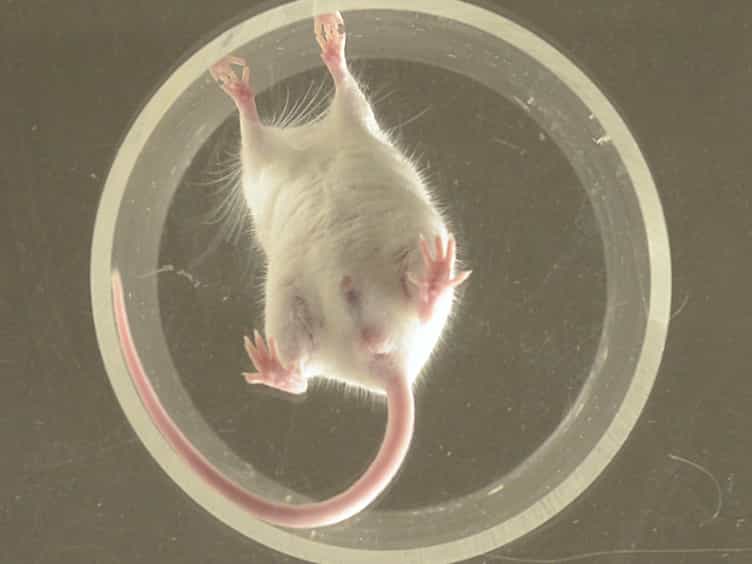 Paw-Dragging: a Novel, Sensitive Analysis of the Mouse Cylinder Test