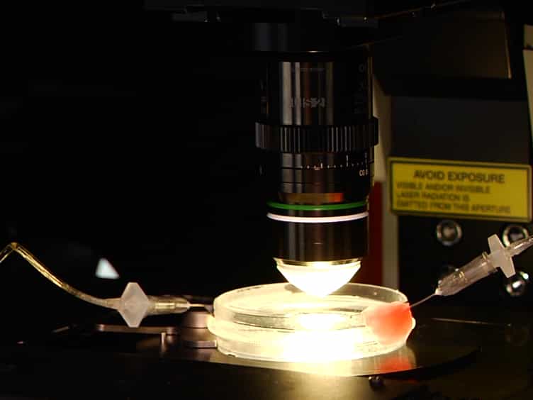 Two-photon Imaging of Intracellular Ca2+ Handling and Nitric Oxide Production in Endothelial and Smooth Muscle Cells of an Isolated Rat Aorta