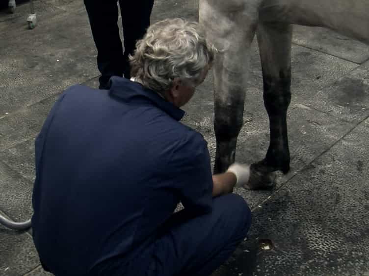 In Vivo Imaging and Tracking of Technetium-99m Labeled Bone Marrow Mesenchymal Stem Cells in Equine Tendinopathy