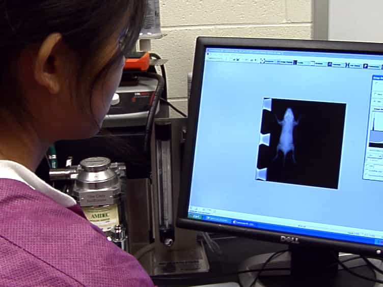 Real-time X-ray Imaging of Lung Fluid Volumes in Neonatal Mouse Lung