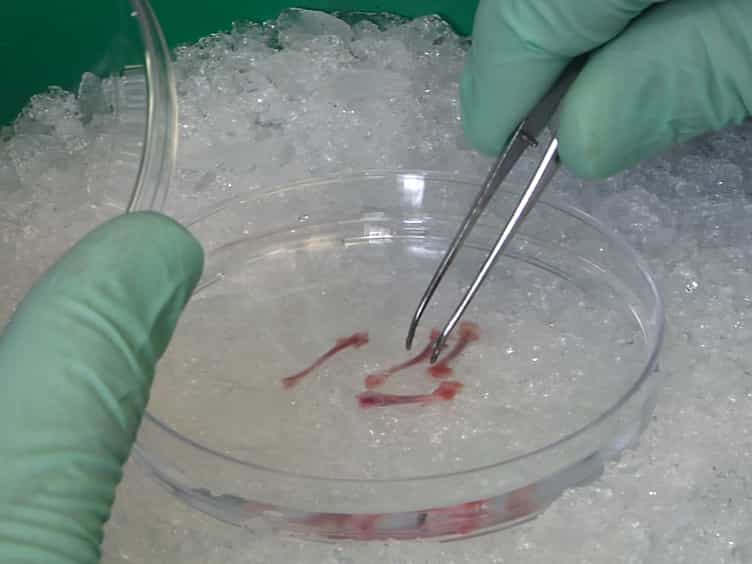 Analyzing the Functions of Mast Cells In Vivo Using 'Mast Cell Knock-in' Mice