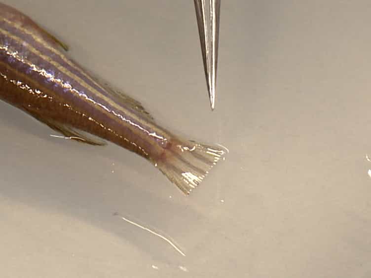 Use of the TetON System to Study Molecular Mechanisms of Zebrafish Regeneration