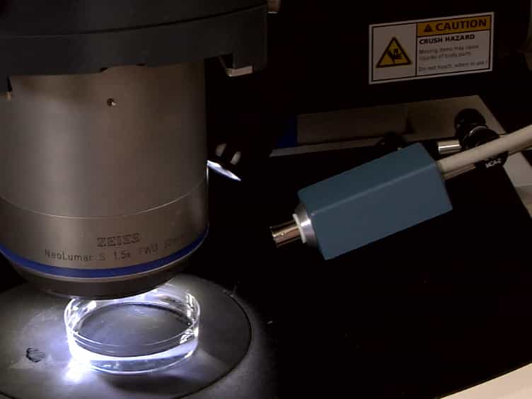 Measurement of Extracellular Ion Fluxes Using the Ion-selective Self-referencing Microelectrode Technique