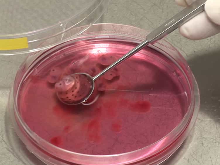 Characterization of Thymic Settling Progenitors in the Mouse Embryo Using In Vivo and In Vitro Assays