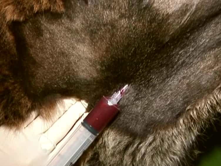 Application of Long-term cultured Interferon-γ Enzyme-linked Immunospot Assay for Assessing Effector and Memory T Cell Responses in Cattle