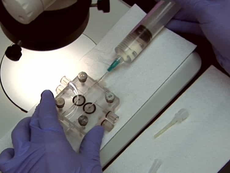 Simultaneous ex vivo Functional Testing of Two Retinas by in vivo Electroretinogram System