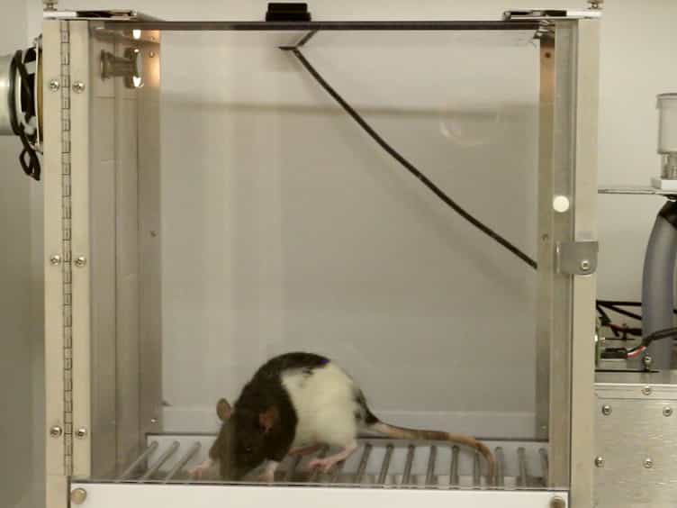 A Method for Remotely Silencing Neural Activity in Rodents During Discrete Phases of Learning