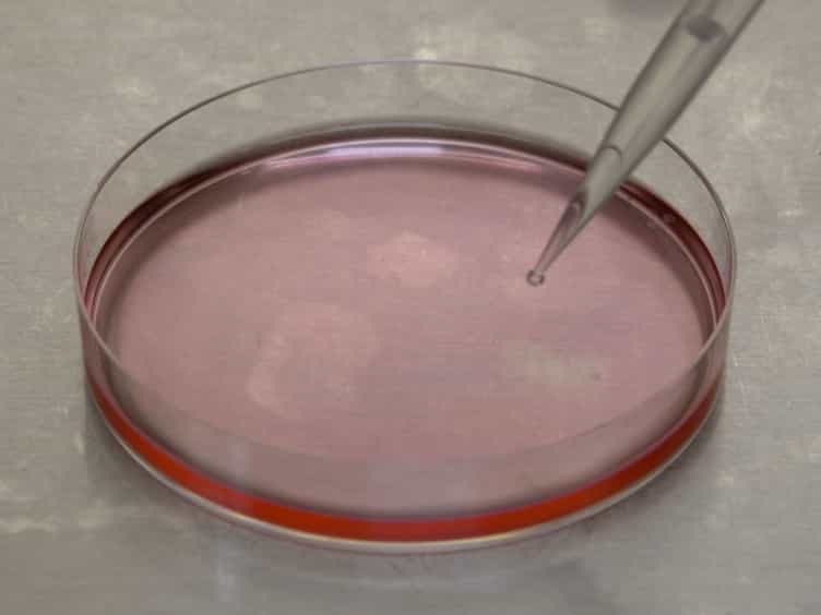 Co-immunoprecipitation of the Mouse Mx1 Protein with the Influenza A Virus Nucleoprotein