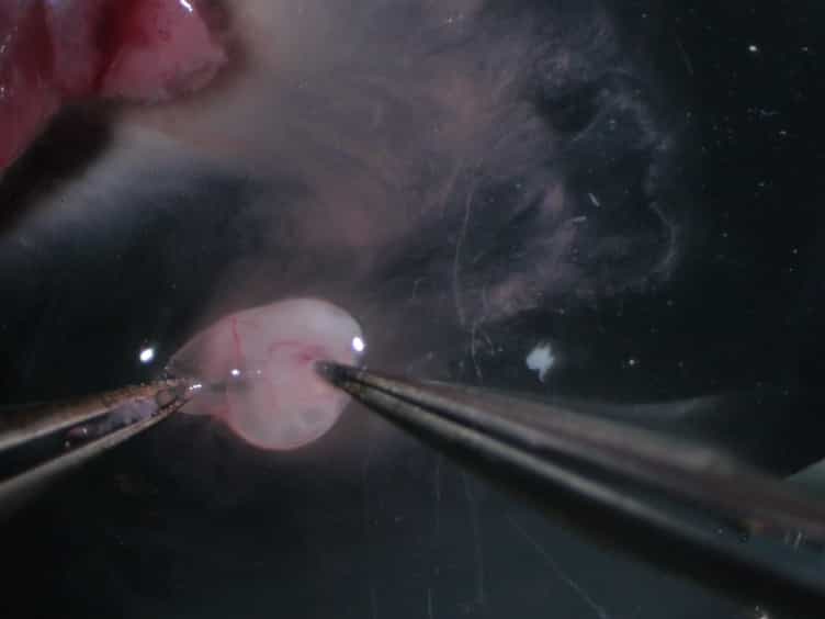 Ex Vivo Culture of Pharyngeal Arches to Study Heart and Muscle Progenitors and Their Niche