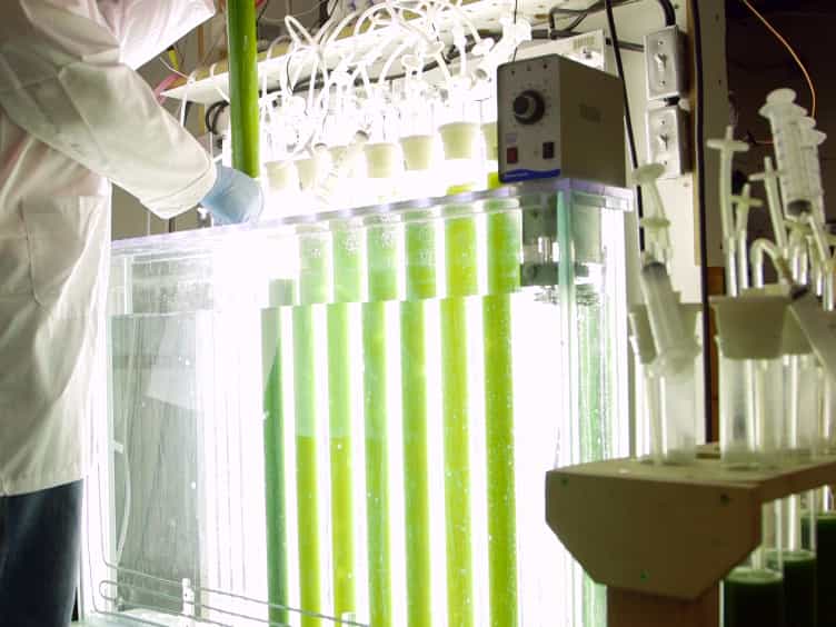 Quantification of Heavy Metals and Other Inorganic Contaminants on the Productivity of Microalgae