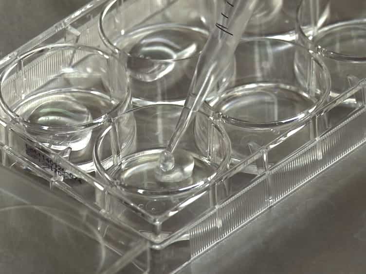 A Simplified System for Evaluating Cell Mechanosensing and Durotaxis In Vitro