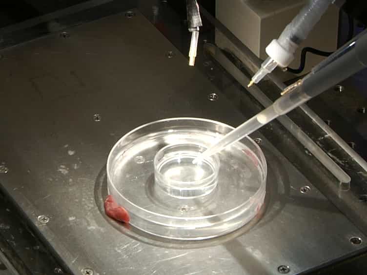 Use of Enzymatic Biosensors to Quantify Endogenous ATP or H2O2 in the Kidney