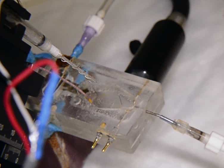 Electrophysiology on Isolated Brainstem-spinal Cord Preparations from Newborn Rodents Allows Neural Respiratory Network Output Recording
