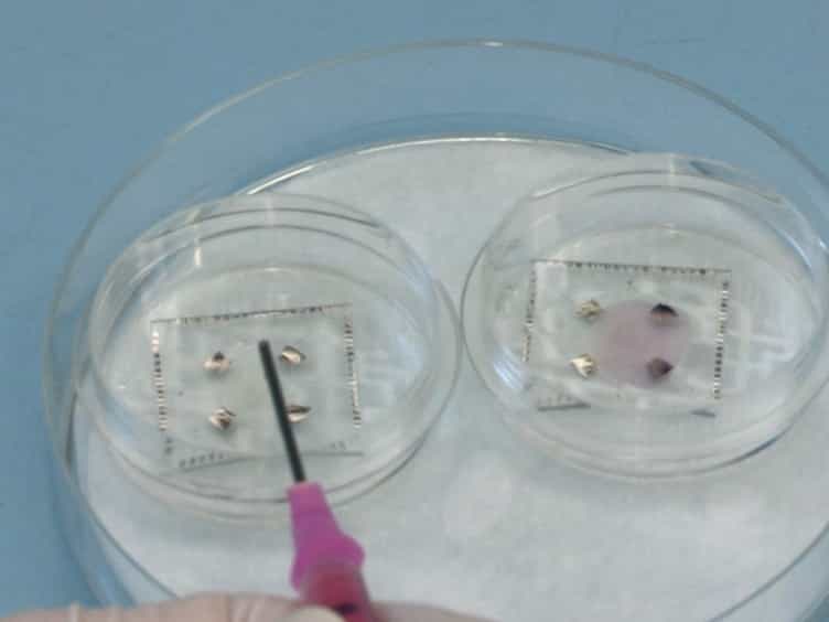 Investigating Functional Regeneration in Organotypic Spinal Cord Co-cultures Grown on Multi-electrode Arrays