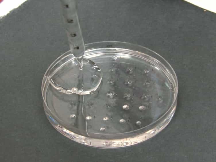 Use of the Ramsay Assay to Measure Fluid Secretion and Ion Flux Rates in the Drosophila melanogaster Malpighian Tubule