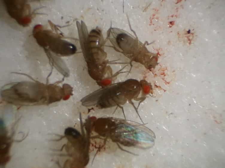 Preparation of Mitochondrial Enriched Fractions for Metabolic Analysis in Drosophila