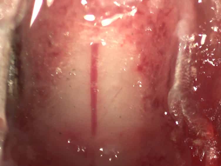 Photothrombosis-induced Focal Ischemia as a Model of Spinal Cord Injury in Mice