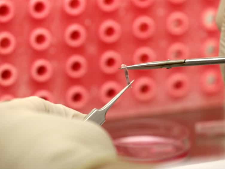 In Vitro Generation of Murine Plasmacytoid Dendritic Cells from Common Lymphoid Progenitors using the AC-6 Feeder System