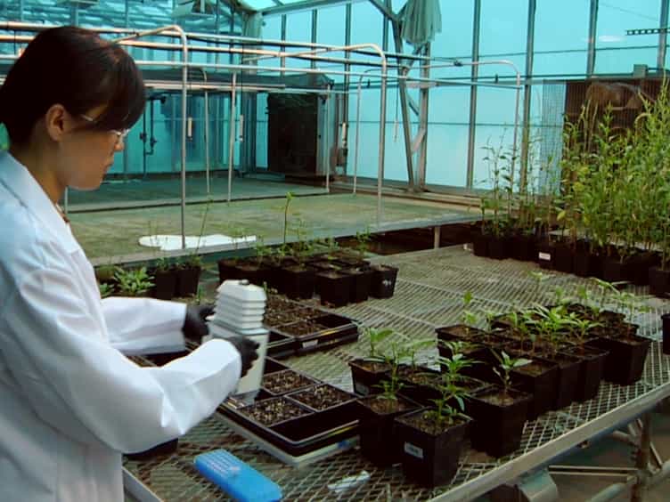 Measuring Rates of Herbicide Metabolism in Dicot Weeds with an Excised Leaf Assay