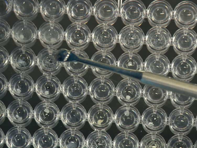 Automated Modular High Throughput Exopolysaccharide Screening Platform Coupled with Highly Sensitive Carbohydrate Fingerprint Analysis