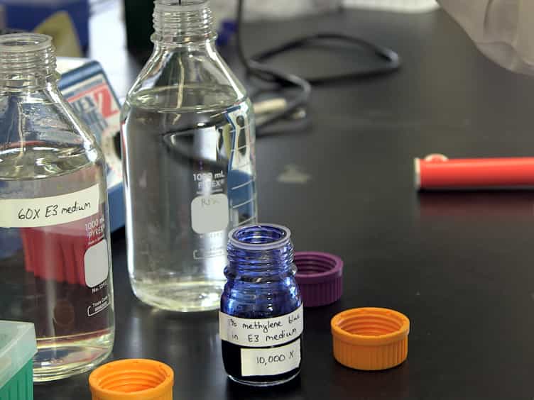 High Throughput Danio Rerio Energy Expenditure Assay