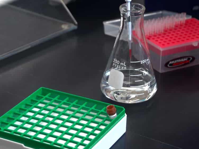 Accurate and Phenol Free DNA Sexing of Day 30 Porcine Embryos by PCR