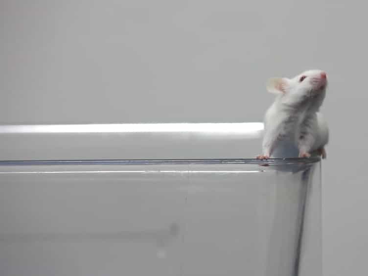 A Simple Alternative to Stereotactic Injection for Brain Specific Knockdown of miRNA
