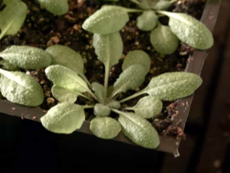 Bacterial Leaf Infiltration Assay for Fine Characterization of Plant Defense Responses using the Arabidopsis thaliana-Pseudomonas syringae Pathosystem