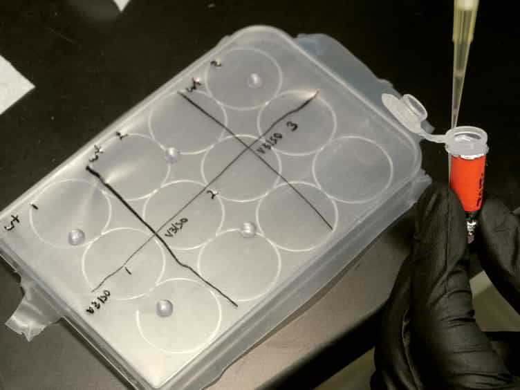 Porphyromonas gingivalis as a Model Organism for Assessing Interaction of Anaerobic Bacteria with Host Cells