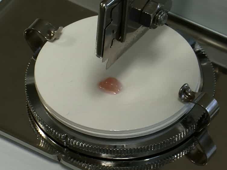 Ex Vivo Culture of Chick Cerebellar Slices and Spatially Targeted Electroporation of Granule Cell Precursors