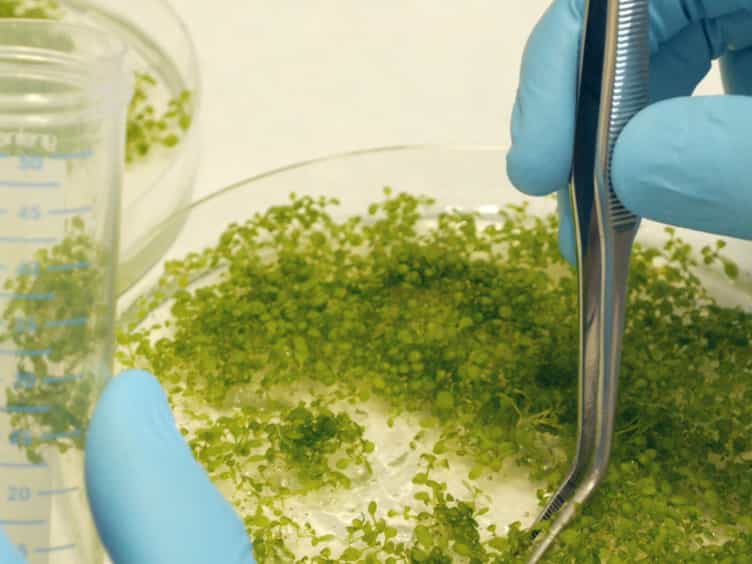 Chromatin Immunoprecipitation Assay for the Identification of Arabidopsis Protein-DNA Interactions In Vivo