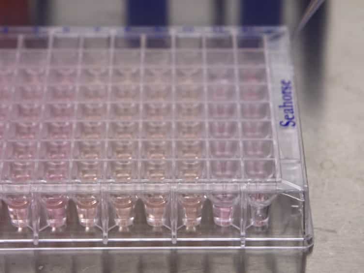 Metabolic Characterization of Polarized M1 and M2 Bone Marrow-derived Macrophages Using Real-time Extracellular Flux Analysis