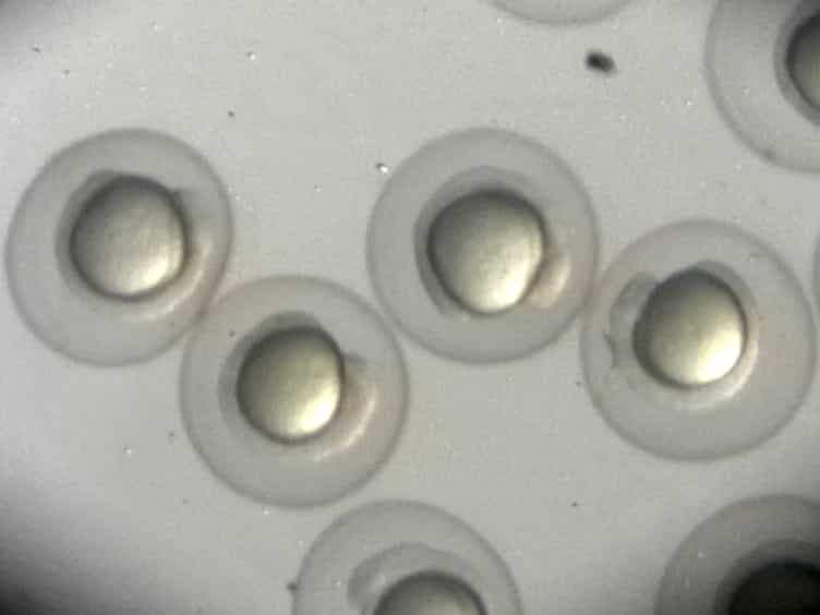 Imaging Subcellular Structures in the Living Zebrafish Embryo
