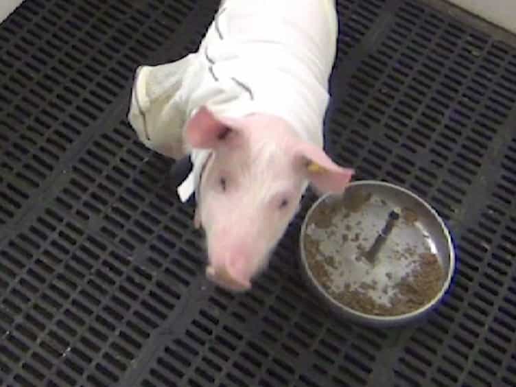 Long-Term Catheterization of the Intestinal Lymph Trunk and Collection of Lymph in Neonatal Pigs