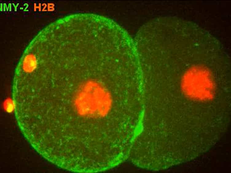 Tracking and Quantifying Developmental Processes in C. elegans Using Open-source Tools