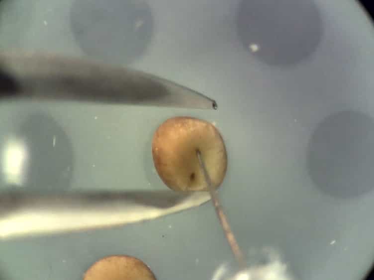 Stem cell-like Xenopus Embryonic Explants to Study Early Neural Developmental Features In Vitro and In Vivo