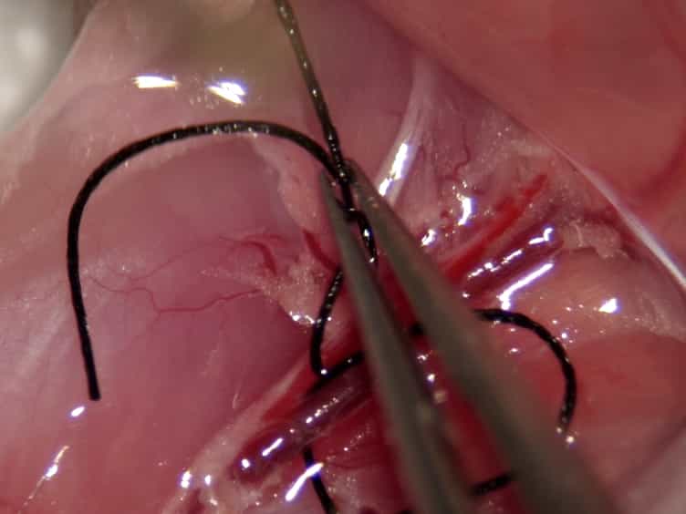 Orthotopic Hind Limb Transplantation in the Mouse