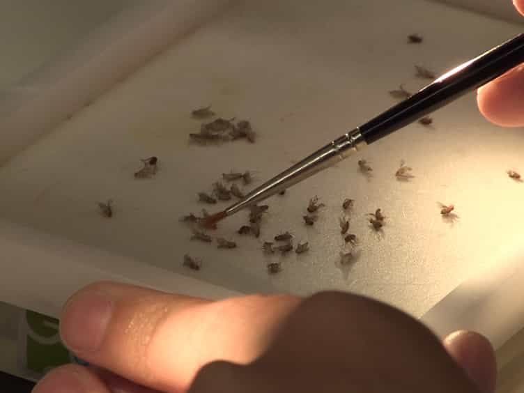 A Behavioral Assay for Mechanosensation of MARCM-based Clones in Drosophila melanogaster